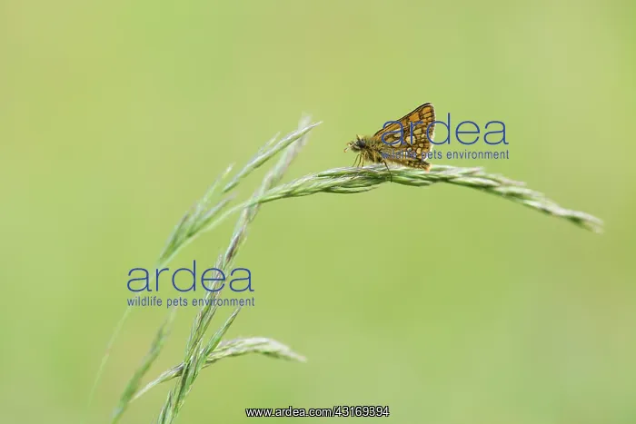 : Chequered Skipper : Chequered Skipper