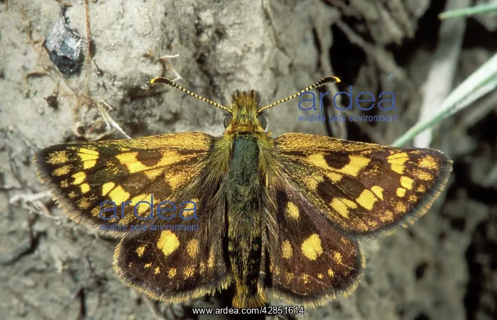 : Chequered Skipper BUTTERFLY : Chequered Skipper BUTTERFLY