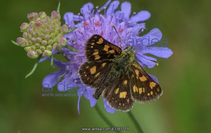 : Chequered skipper, Carterocephalus palaemon, fee : Chequered skipper, Carterocephalus palaemon, fee