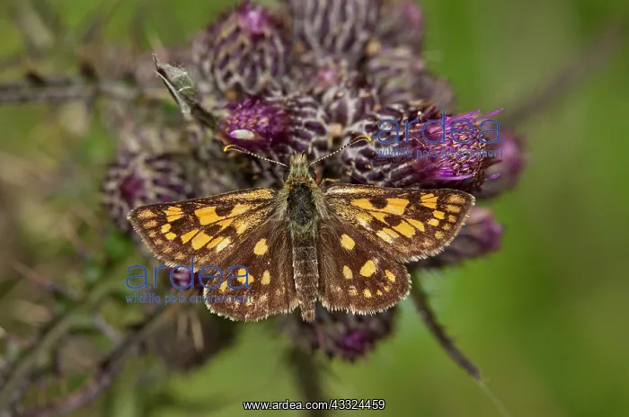 : Chequered Skipper - on marsh thistle : Chequered Skipper - on marsh thistle
