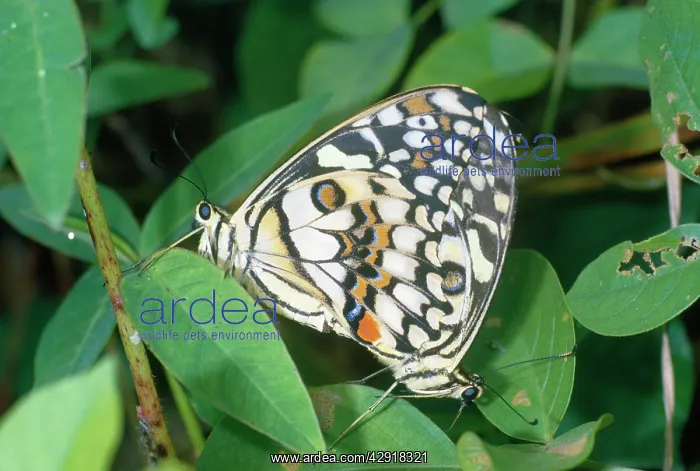 : Chequered Swallowtail Butterfly - mating : Chequered Swallowtail Butterfly - mating
