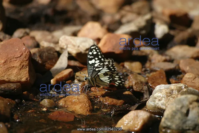: Chequered Swallowtail - drinking in stream : Chequered Swallowtail - drinking in stream