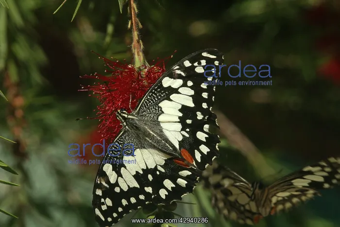 : Chequered Swallowtail - Host plant is Emu Foot : Chequered Swallowtail - Host plant is Emu Foot