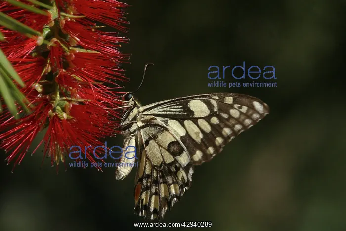: Chequered Swallowtail - Host plant is Emu Foot : Chequered Swallowtail - Host plant is Emu Foot