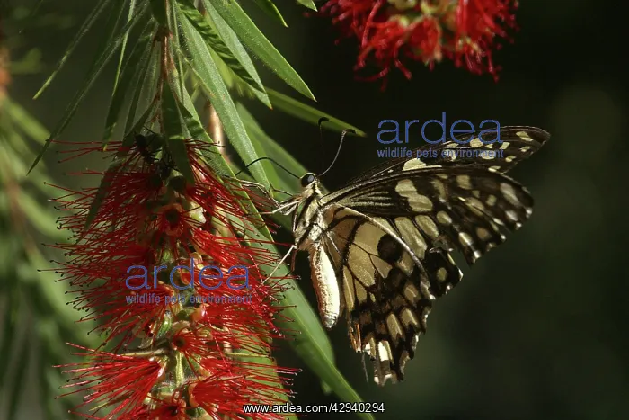 : Chequered Swallowtail - With proboscis extended : Chequered Swallowtail - With proboscis extended