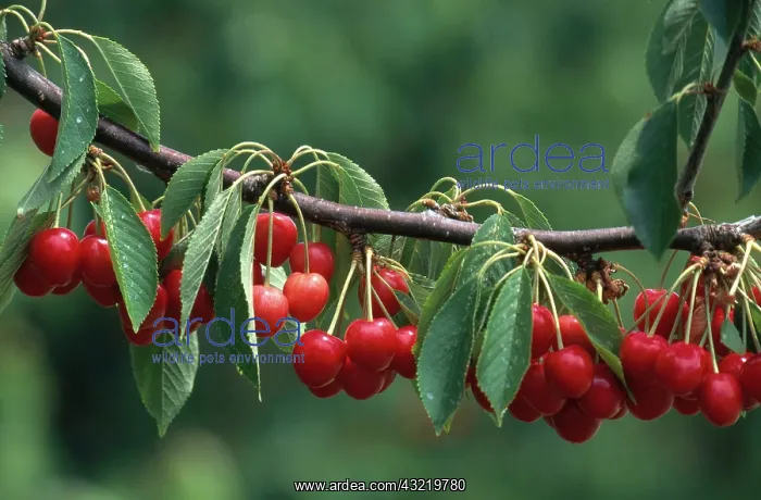 : Cherries on a Branch : Cherries on a Branch