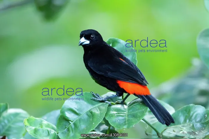 : Cherrie's Tanager : Cherrie's Tanager