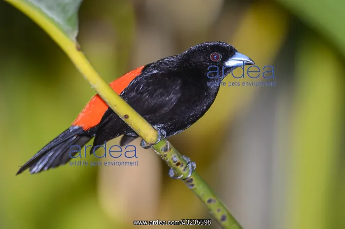 : Cherrie's Tanager - Cherrie's Tanager perched on : Cherrie's Tanager - Cherrie's Tanager perched on
