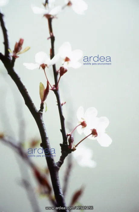 : Cherry, Prunus avium : Cherry, Prunus avium