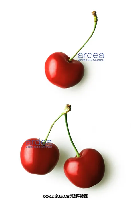 : Cherry, Prunus domestica : Cherry, Prunus domestica