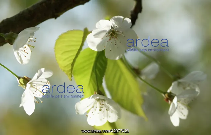 : Cherry, Wild Cherry, Prunus avium : Cherry, Wild Cherry, Prunus avium