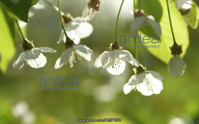 : Cherry, Wild Cherry, Prunus avium : Cherry, Wild Cherry, Prunus avium