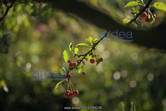 : Cherry, Wild Cherry, Prunus avium : Cherry, Wild Cherry, Prunus avium