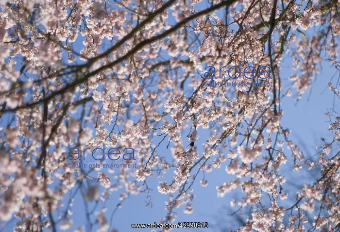 : Cherry, Autumn flowering cherry, Prunus subhirtella Autumnalis : Cherry, Autumn flowering cherry, Prunus subhirtella Autumnalis