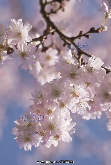 : Cherry, Autumn flowering cherry, Prunus subhirtella Autumnalis : Cherry, Autumn flowering cherry, Prunus subhirtella Autumnalis