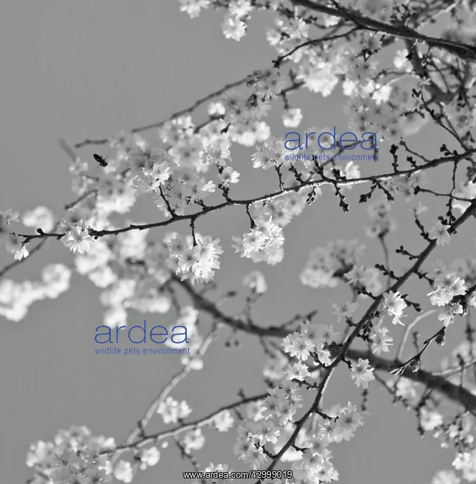 : Cherry, Autumn flowering cherry, Prunus subhirtella Autumnalis : Cherry, Autumn flowering cherry, Prunus subhirtella Autumnalis