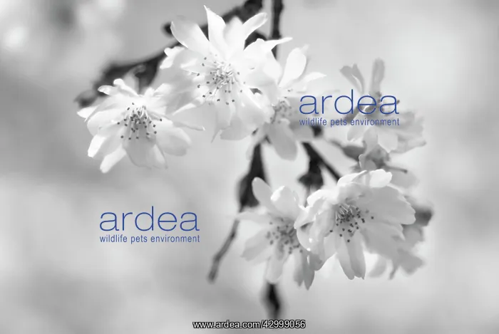 : Cherry, Autumn flowering cherry, Prunus subhirtella Autumnalis : Cherry, Autumn flowering cherry, Prunus subhirtella Autumnalis