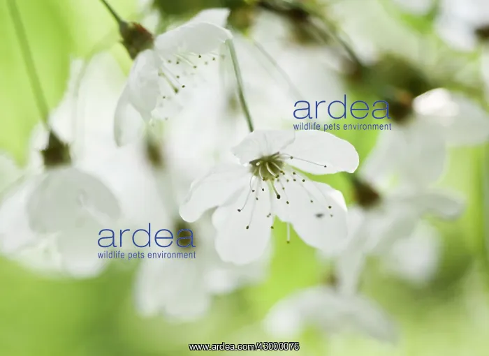 : Cherry, Wild Cherry, Prunus avium : Cherry, Wild Cherry, Prunus avium