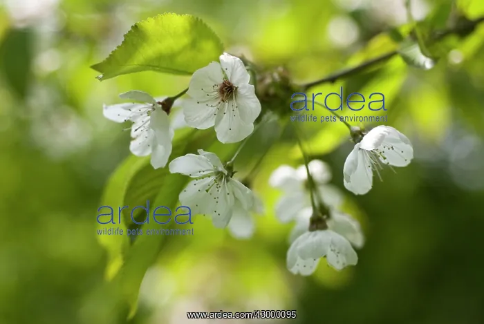 : Cherry, Wild Cherry, Prunus avium : Cherry, Wild Cherry, Prunus avium