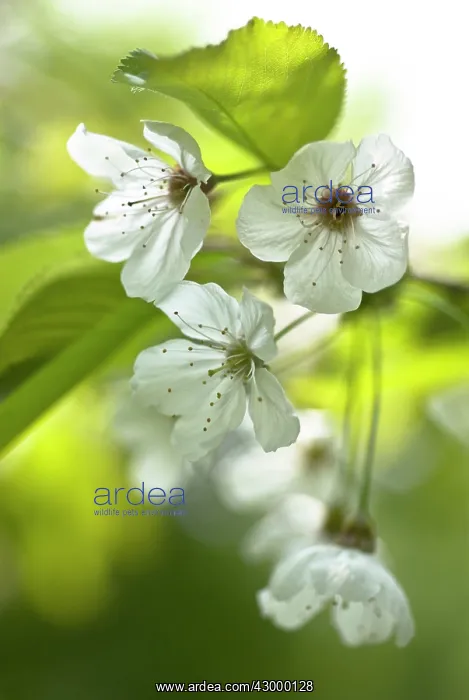 : Cherry, Wild Cherry, Prunus avium : Cherry, Wild Cherry, Prunus avium