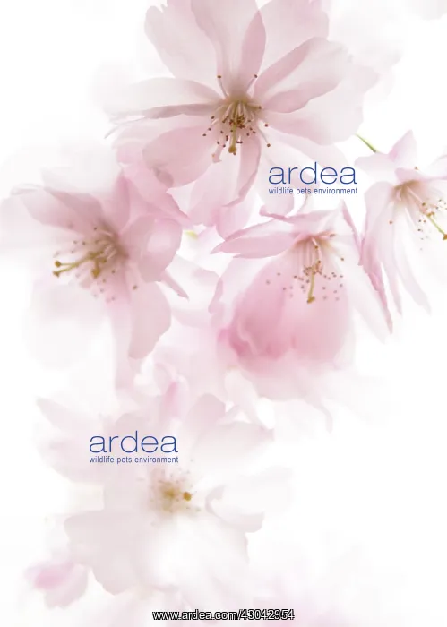 : Cherry, Prunus