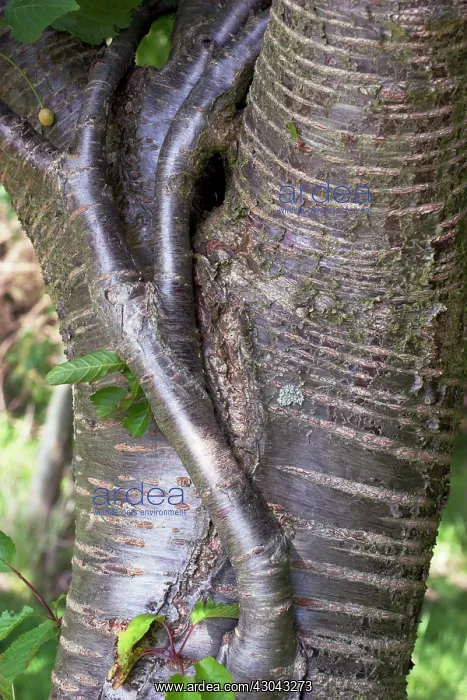 : Cherry, Prunus avium : Cherry, Prunus avium