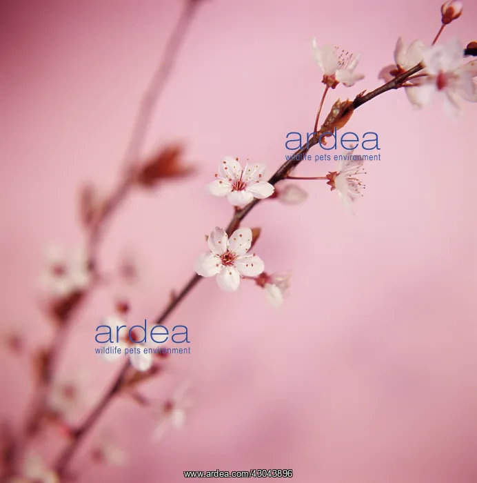 : Cherry, Prunus cerasus : Cherry, Prunus cerasus