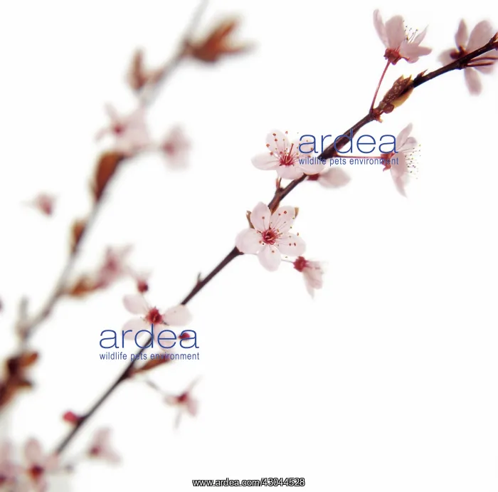 : Cherry, Prunus cerasus : Cherry, Prunus cerasus