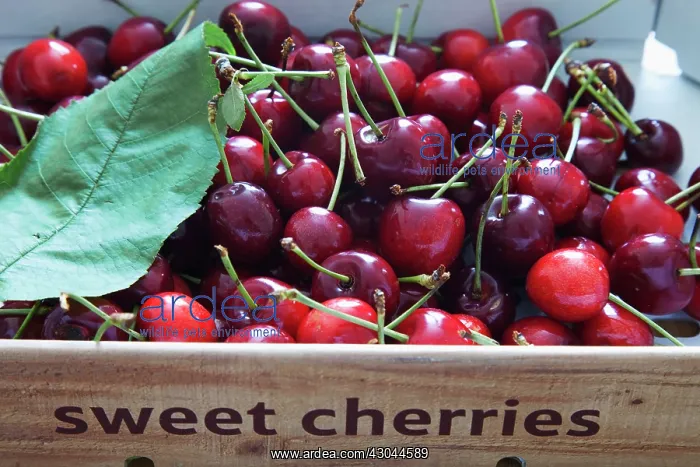 : Cherry, Prunus : Cherry, Prunus