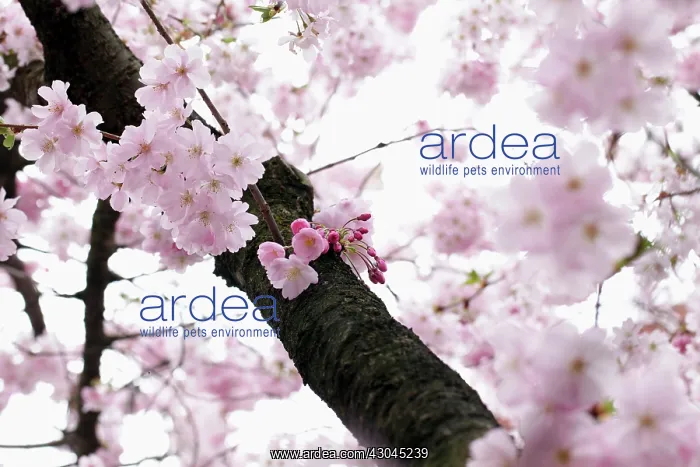 : Cherry, Prunus : Cherry, Prunus