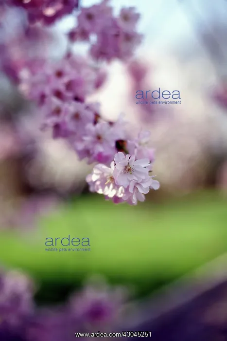 : Cherry, Prunus : Cherry, Prunus