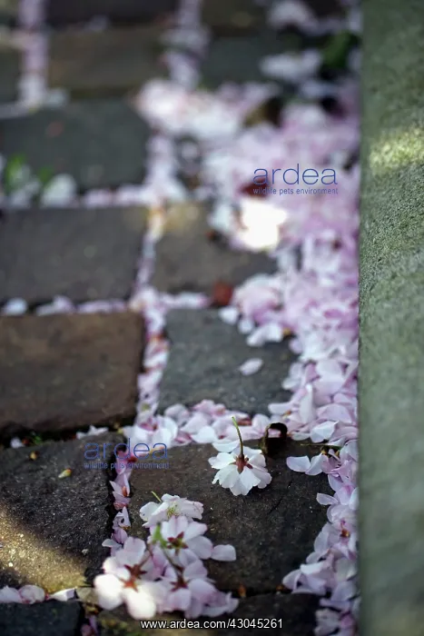 : Cherry, Prunus : Cherry, Prunus