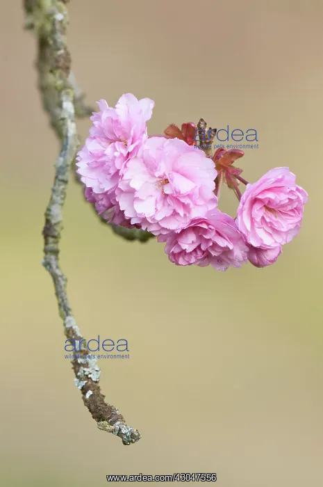 : Cherry, Prunus : Cherry, Prunus