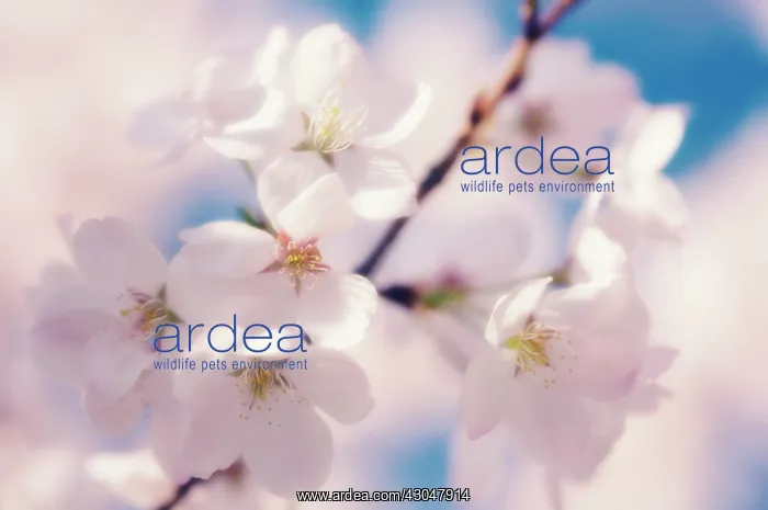 : Cherry, Prunus serrulata : Cherry, Prunus serrulata