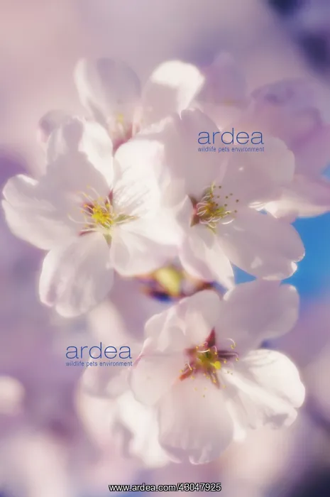 : Cherry, Prunus serrulata : Cherry, Prunus serrulata