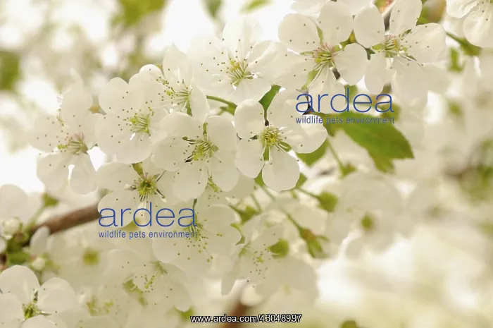 : Cherry, Prunus avium, Wild Cherry : Cherry, Prunus avium, Wild Cherry
