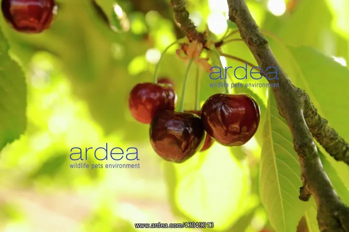 : Cherry, Prunus avium, Wild Cherry : Cherry, Prunus avium, Wild Cherry