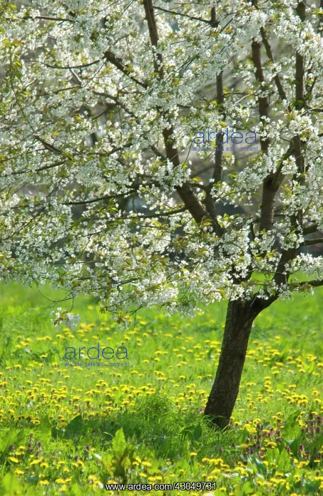 : Cherry, Prunus : Cherry, Prunus