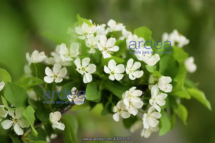 : Cherry, Prunus cerasus Surefire, Sour cherry : Cherry, Prunus cerasus Surefire, Sour cherry