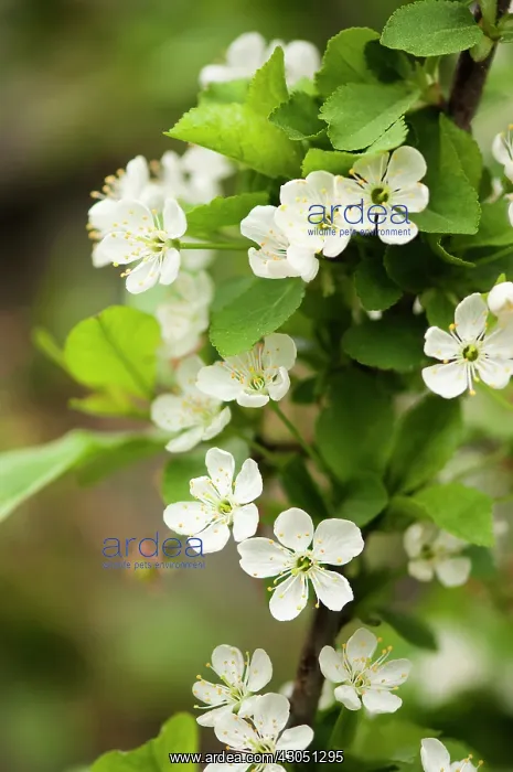 : Cherry, Prunus cerasus Surefire, Sour cherry : Cherry, Prunus cerasus Surefire, Sour cherry