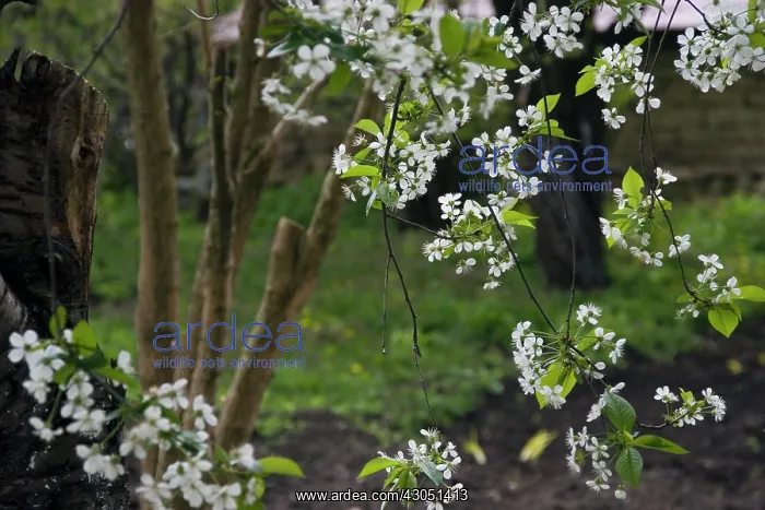 : Cherry, Prunus avium : Cherry, Prunus avium