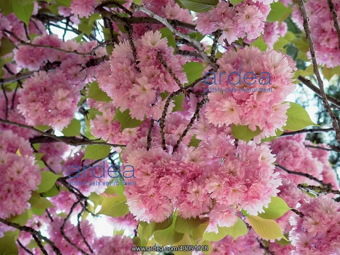 : Cherry, Prunus cerasus : Cherry, Prunus cerasus
