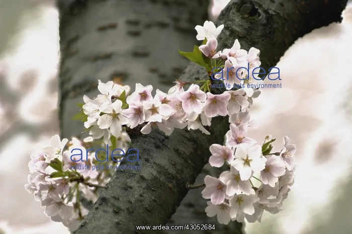 : Cherry, Prunus cerasus : Cherry, Prunus cerasus