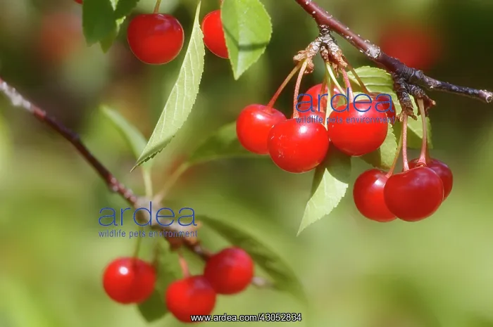 : Cherry, Prunus cerasus : Cherry, Prunus cerasus
