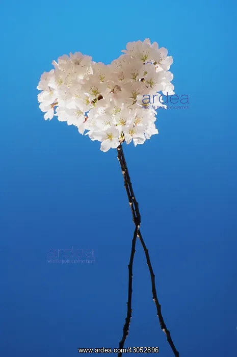 : Cherry, Prunus serrulata : Cherry, Prunus serrulata