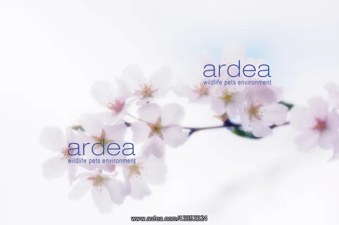: Cherry, Prunus : Cherry, Prunus
