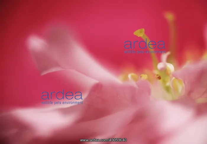: Cherry, Prunus cerasus : Cherry, Prunus cerasus