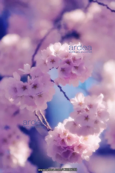  : Cherry, Prunus serrulata