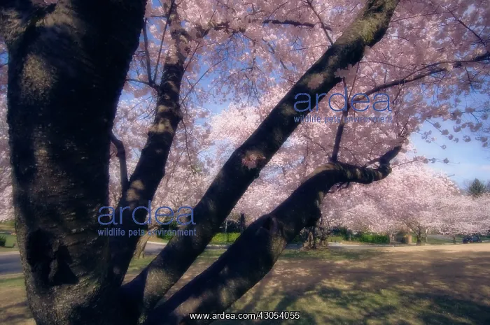  : Cherry, Prunus serrulata