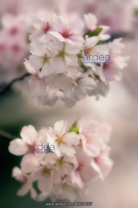 : Cherry, Prunus serrulata : Cherry, Prunus serrulata